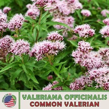 300 Common Valerian Seeds, Valeriana officinalis, Medicinal Herb, Genuine USA