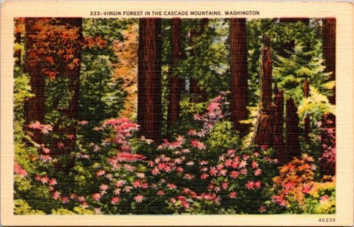 Postcard Virgin Forest in the Cascade Mountains Washington Linen Divided Back