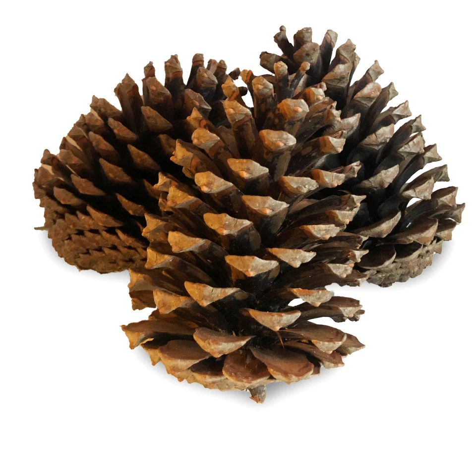 RADAMI 15 x XL Pinienzapfen Tannenzapfen Pinien Zapfen 14 - 18cm