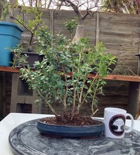 Forest Group (5 Trees) Japanese Holly Ilex crenata pre Bonsai