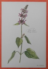 Wald-Ziest  Stachys sylvatica Farbdruck 1954 Elsa M. Felsko 