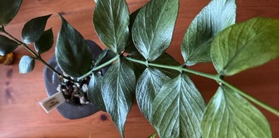 Hoya Polyneura silver, 1 node cutting