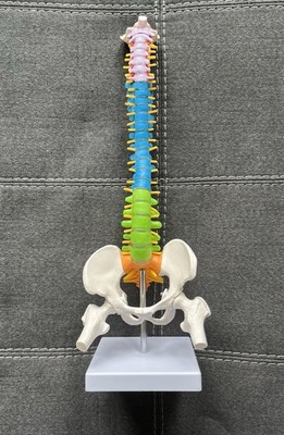Human Spine with Pelvic Anatomy Model 45cm Medical Science Teaching Anatomical