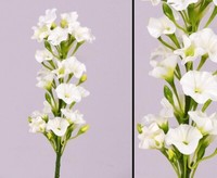 Abverkauf - Phlox Flammenblume KüNstlich Weiß, HöHe 35Cm Von Ibizanos