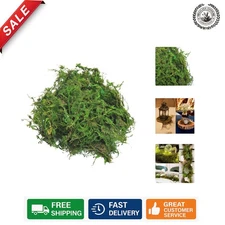 Vibrant Natural Green Moss 3.5oz - Perfect for Crafting & Floral Arrangements