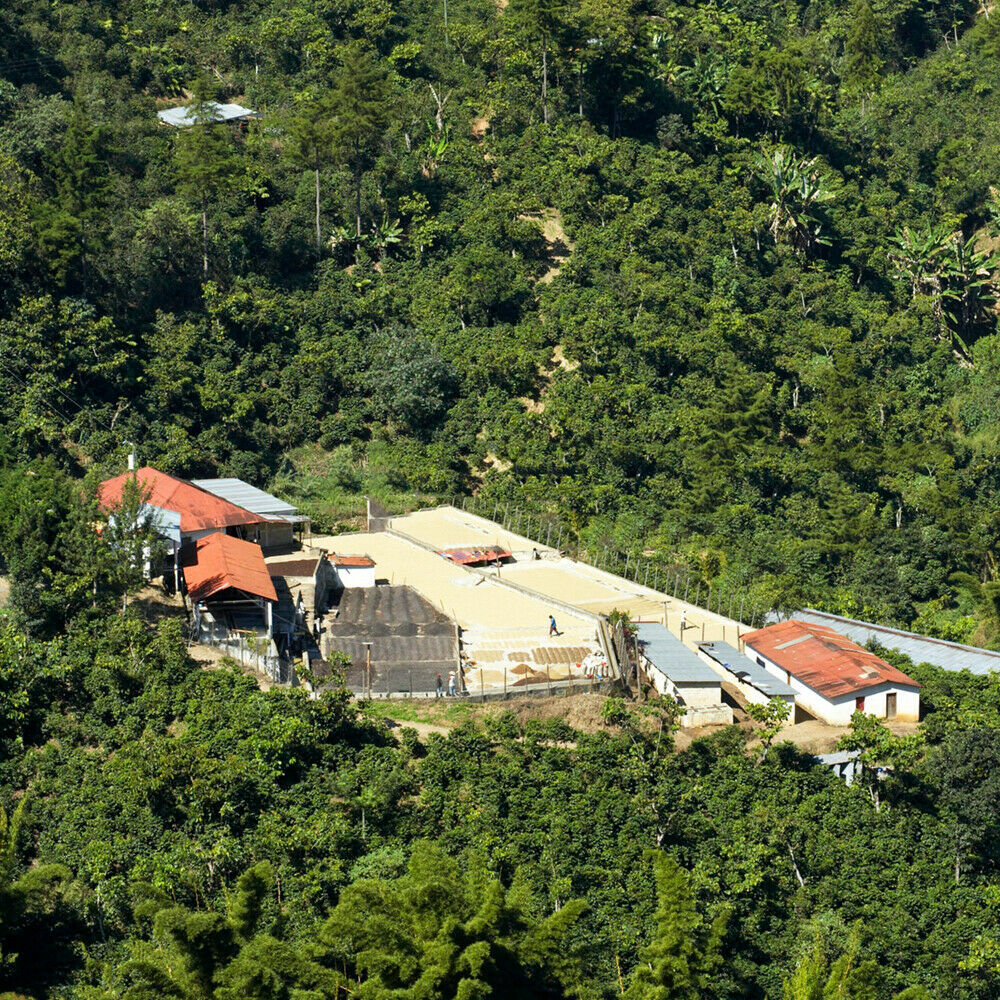 Colombian Supremo Coffee Beans Green / Raw / Unroasted Whole Bean 5 Pounds Queue A Go