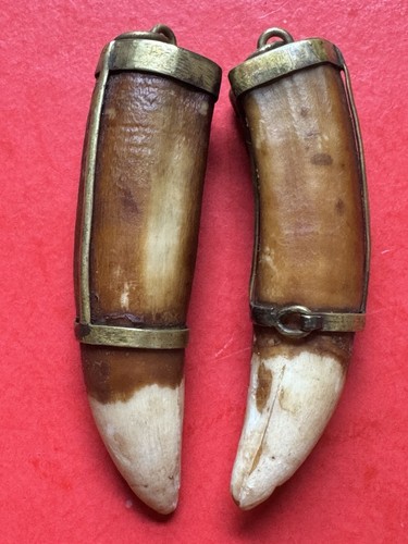 378- Tooth, Teeth, Crocodile’s Teeth