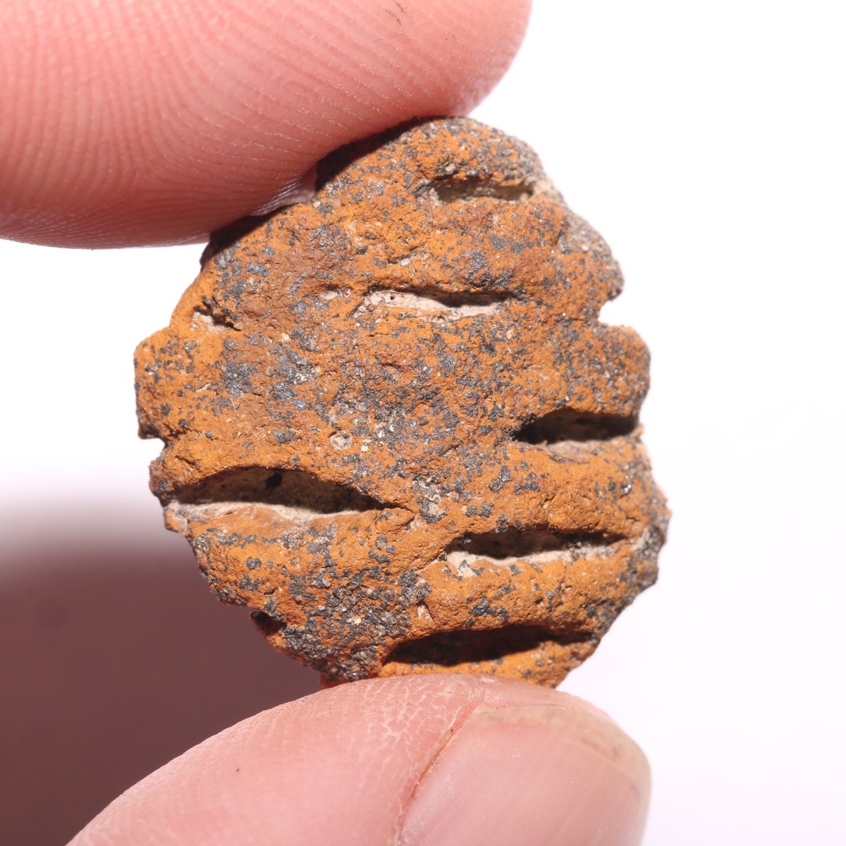 Partial METASEQUOIA PINE CONE FOSSIL - Hell Creek Formation