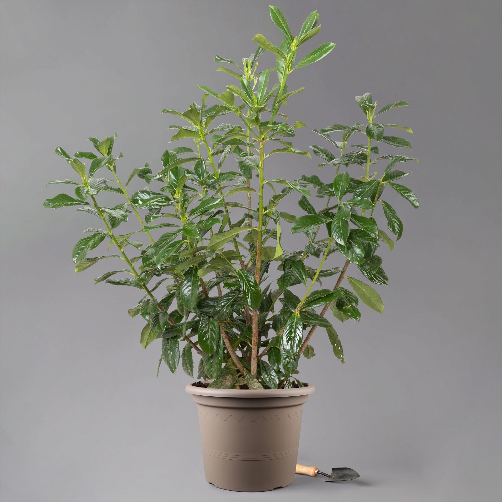 Kirschlorbeer 'Novita', 8er Set, 100 - 125 cm hoch, Topf 15 Liter