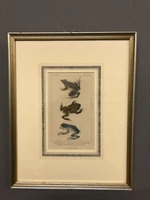 Antique 1834 Hand Colored Frog Engraving G. Henderson Old Bailey 15” X 12”