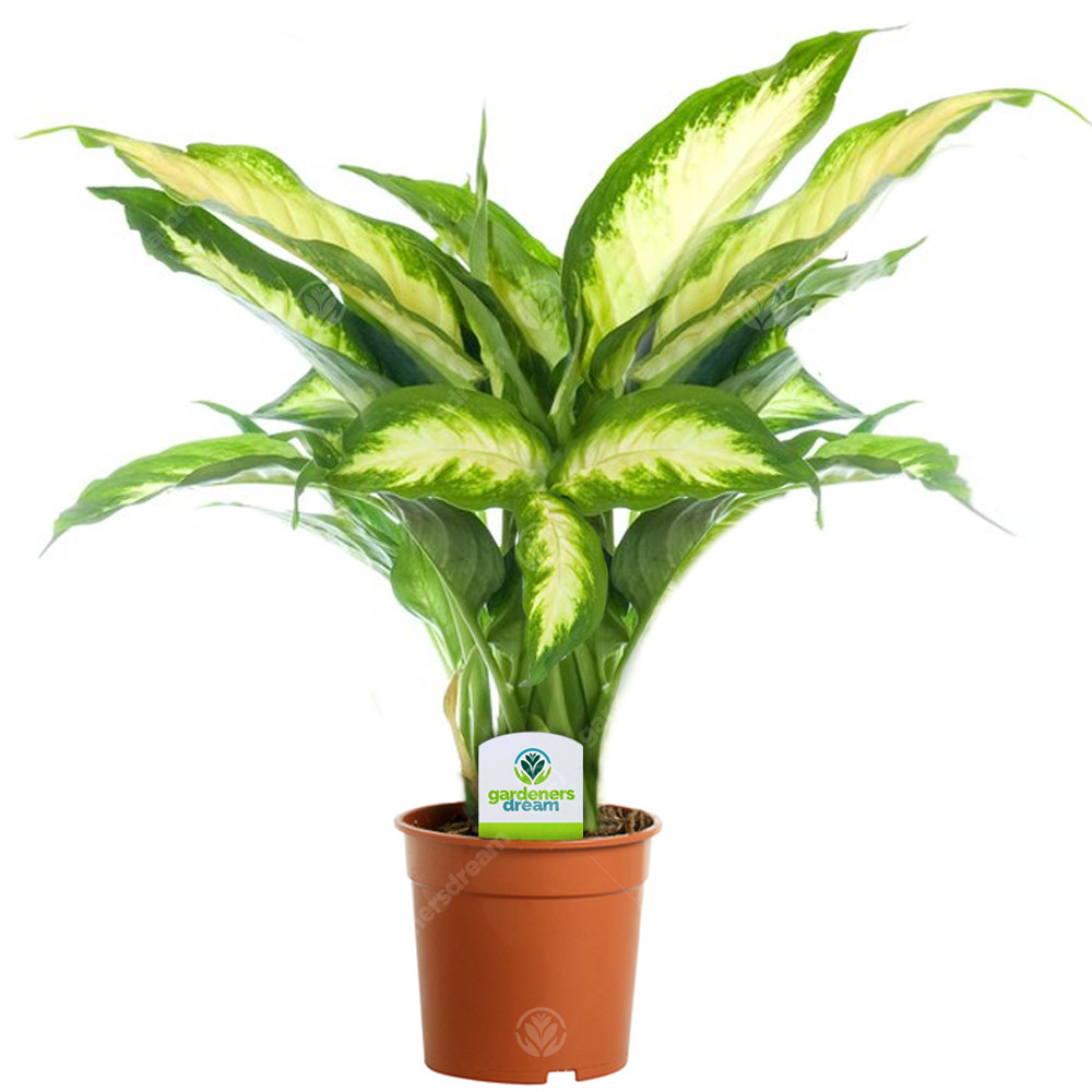 Dieffenbachia Camilla - 1 Plant - House / Office Live Indoor Pot Plant Tree