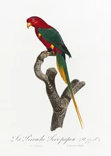 Plate No. 2 Papuan Lorikeet History of Parrots by Francois Levaillant Repro