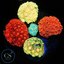 CS RAINBOW GONI BOUQUET - WYSIWYG LIVE CORAL