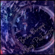 Live Brine Shrimp - Artemia franciscana - Live Food - quantity 60 
