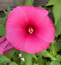 Hardy Hibiscus cross: Starry Starry Night x Summerific Lilac Crush