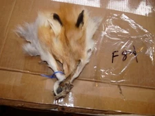 1 tanned RED FOX face fur pelt skin FLY TYING native craft supplies purse bags 8