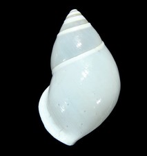 LAND SNAIL, SHELL - Amphidromus thachi - EXTRA GIANT 31.9MM, GEM, FAT.