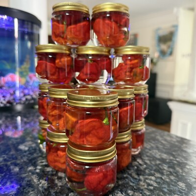 Freshly Pickled Super Hot peppers- 2 Ingredients only- PURE FIRE Carolina Reaper