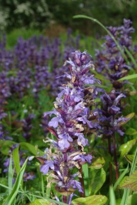Photo 6x4 Ajuga reptens Stansted Mountfitchet These Bugle flowers were in c2009