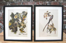 Vintage Mid Century Framed Audubon Bird Prints
