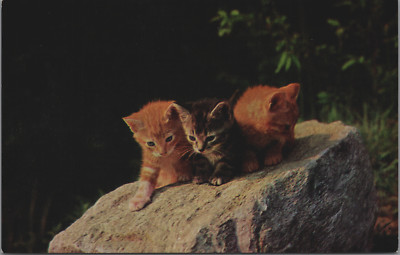 Three Little Kittens Sitting on a Boulder Orange Grey Medici Society London UNP