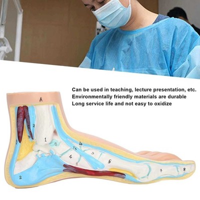 Human Foot Model Adults Lifesize Teaching Research Muscle Display Explain Access