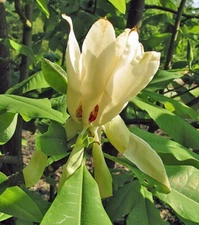 Magnolia tripetala | Umbrella Magnolia | 10 Seeds