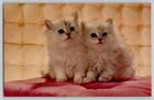 1960s Mcm Adorable Long Haired White Kittens Cats Vintage Chrome Postcard Unused