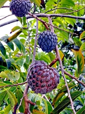10 "Thai Purple" Sugar Apple Tree Seeds Annona squamosa Rare Sweetsop Fruit Tree