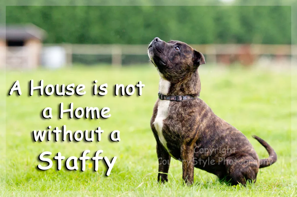 Brindle staffy cheap
