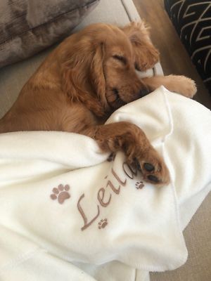 personalised dog blankets ebay