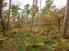 Photo 6x4 Scots pine woodland, Bedstone Hill Mynd/SO3574  c2021