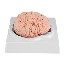 Human Brain Size Human Brain Anatomy Model with Display Base for Science
