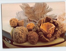 Postcard Natural sponges Tarpon Springs Florida USA