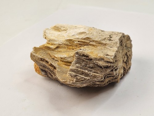 Petrified Laurel Wood with Druzy Quartz - Coker Fm. - AL - Picture 4 of 19