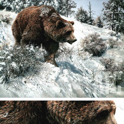42W''x32H'' FIRST SNOW by SEEREY-LESTER - BROWN BEAR BRUINS CHOICES of CANVAS
