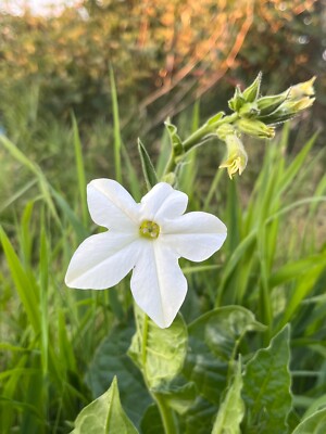 tobacco flower seeds Nicotiana alata Seeds - Organic 'Jasmine Tobacco' Seeds