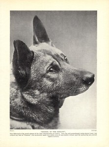 1930s Antique Norwegian Elkhound Print Ch. Merkel of the Hollow 5815w