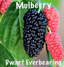 Mulberry Tree - 'Dwarf Everbearing' - 2 Plants LOWEST PRICE!!!!!