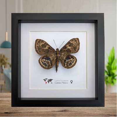 Seltene Castnia Escalantei Motte, Taxidermie Entomologie Display, 8x8 gerahmt
