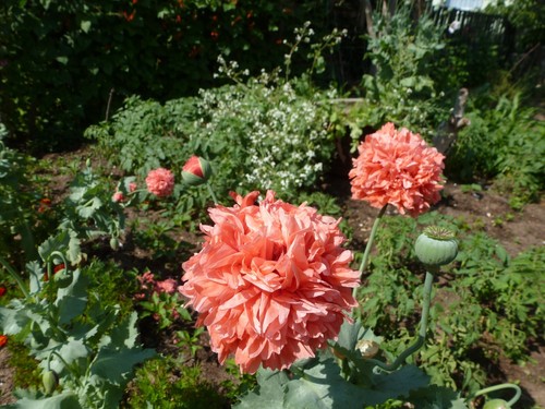 Rosa Mohn Samen 🌸, 100+ Samen aus dem eigenen Garten 🌼 - Bild 5 von 21