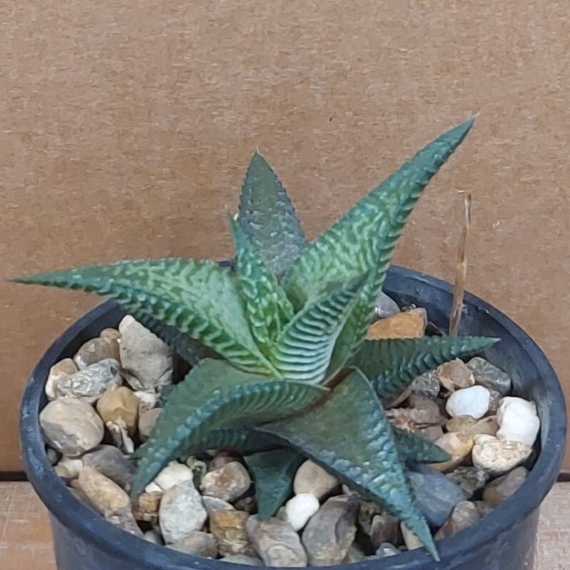 Picture 3 of 5