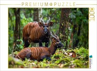 Puzzle Calvendo Des Antilopes Bongos Dans La Nature | 1000 PièCes, Format Assemb