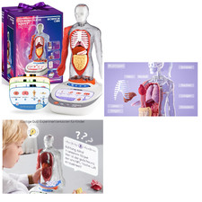 Anatomie Modell Kinder 22cm Interaktives Spie...