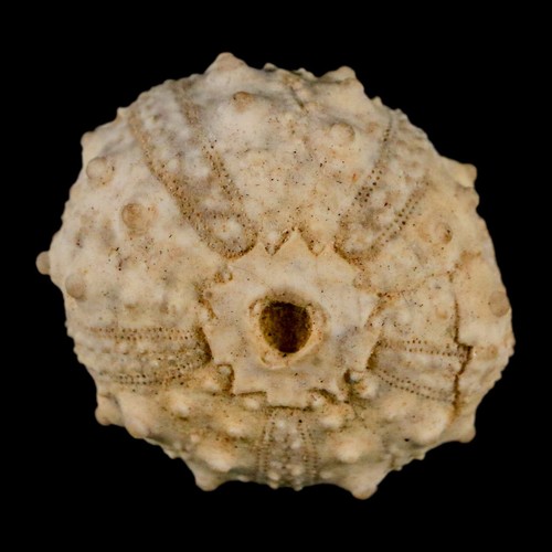 35 mm detailliertes Fossil Goniopygus Sp Seeigel Echinoide Kreidezeit Marokko - Bild 4 von 10