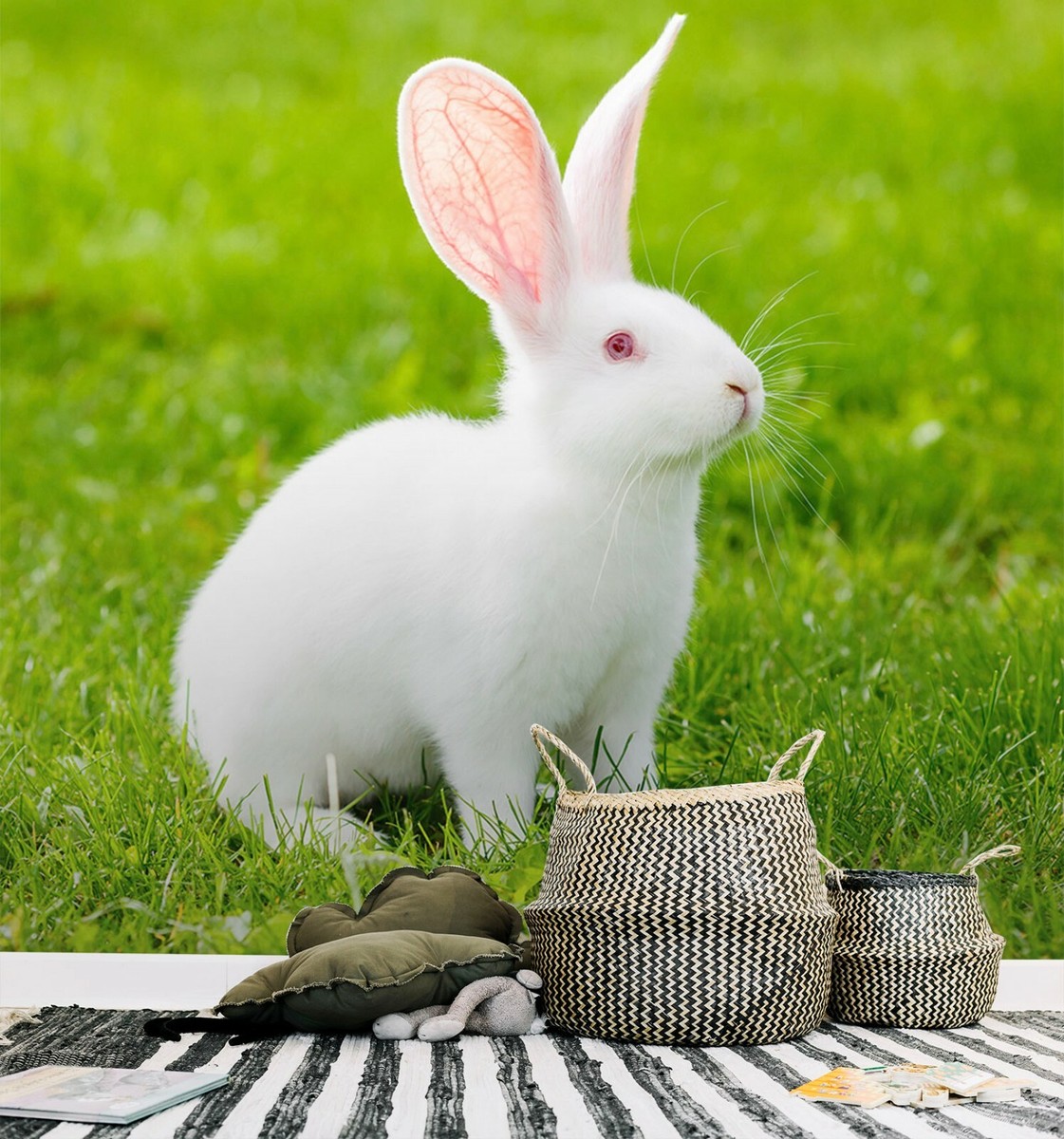 Ge Rabbits White Rabbit Photos Wallpaper