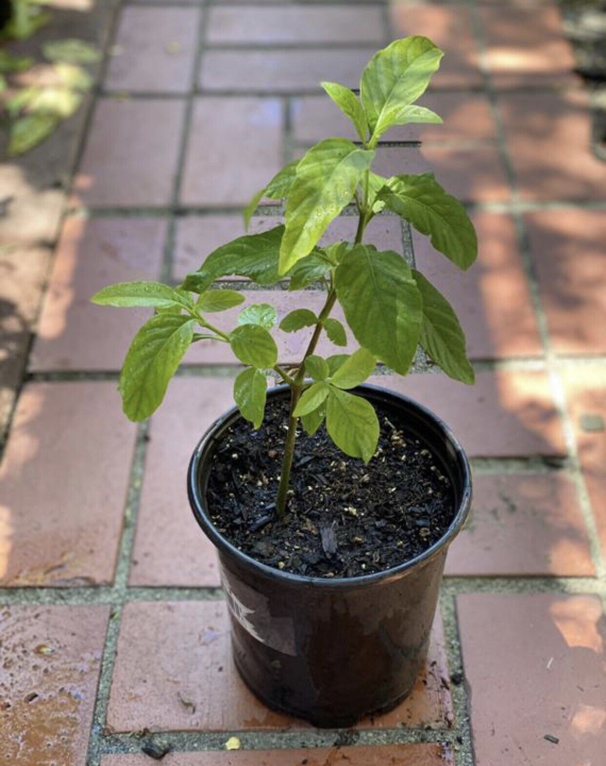Muicle Mexican Honey Suckle Plant LIVE PLANT In GALLON Container