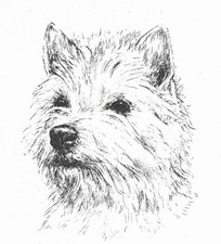 West Highland Terrier #1 - CUSTOM MATTED - 1963 Vintage Dog Art Print 0507 CLD