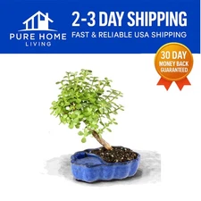 Charming Dwarf Jade Bonsai Tree in Zen Ceramic Pot – Ideal Desk Decor – 6 Inches