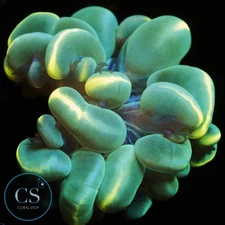 CS 2" STRIPED BUBBLE CORAL - WYSIWYG LIVE CORAL